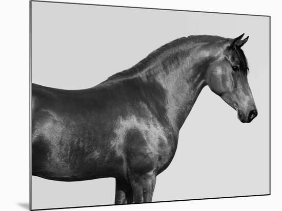 Orpheus, Arab Horse-Pangea Images-Mounted Giclee Print