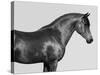 Orpheus, Arab Horse-Pangea Images-Stretched Canvas
