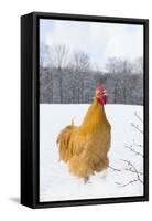 Orpington (Buff Color) Rooster Crowing in Snow-Covered Farm Field, Higganum-Lynn M^ Stone-Framed Stretched Canvas