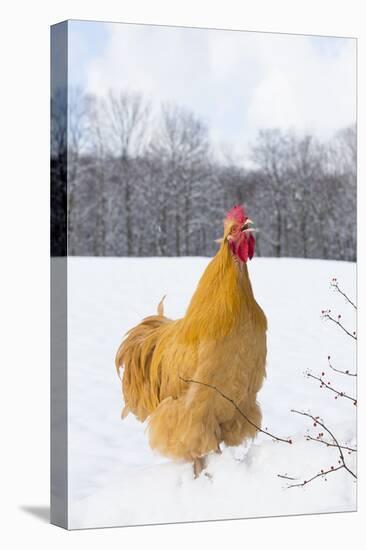 Orpington (Buff Color) Rooster Crowing in Snow-Covered Farm Field, Higganum-Lynn M^ Stone-Stretched Canvas