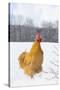 Orpington (Buff Color) Rooster Crowing in Snow-Covered Farm Field, Higganum-Lynn M^ Stone-Stretched Canvas