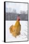 Orpington (Buff Color) Rooster Crowing in Snow-Covered Farm Field, Higganum-Lynn M^ Stone-Framed Stretched Canvas