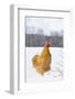 Orpington (Buff Color) Rooster Crowing in Snow-Covered Farm Field, Higganum-Lynn M^ Stone-Framed Photographic Print