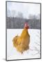 Orpington (Buff Color) Rooster Crowing in Snow-Covered Farm Field, Higganum-Lynn M^ Stone-Mounted Photographic Print