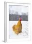 Orpington (Buff Color) Rooster Crowing in Snow-Covered Farm Field, Higganum-Lynn M^ Stone-Framed Photographic Print