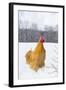 Orpington (Buff Color) Rooster Crowing in Snow-Covered Farm Field, Higganum-Lynn M^ Stone-Framed Photographic Print