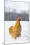 Orpington (Buff Color) Rooster Crowing in Snow-Covered Farm Field, Higganum-Lynn M^ Stone-Mounted Photographic Print