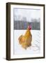Orpington (Buff Color) Rooster Crowing in Snow-Covered Farm Field, Higganum-Lynn M^ Stone-Framed Photographic Print