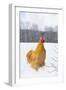 Orpington (Buff Color) Rooster Crowing in Snow-Covered Farm Field, Higganum-Lynn M^ Stone-Framed Photographic Print