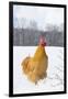 Orpington (Buff Color) Rooster Crowing in Snow-Covered Farm Field, Higganum-Lynn M^ Stone-Framed Photographic Print