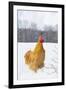 Orpington (Buff Color) Rooster Crowing in Snow-Covered Farm Field, Higganum-Lynn M^ Stone-Framed Photographic Print