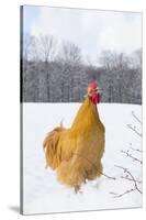 Orpington (Buff Color) Rooster Crowing in Snow-Covered Farm Field, Higganum-Lynn M^ Stone-Stretched Canvas