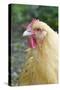 Orpington Buff Domestic Chicken Breed-null-Stretched Canvas