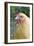 Orpington Buff Domestic Chicken Breed-null-Framed Photographic Print