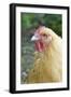 Orpington Buff Domestic Chicken Breed-null-Framed Photographic Print