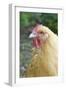 Orpington Buff Domestic Chicken Breed-null-Framed Photographic Print