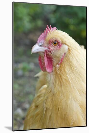 Orpington Buff Domestic Chicken Breed-null-Mounted Photographic Print