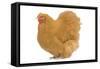 Orpington Chicken in Studio-null-Framed Stretched Canvas