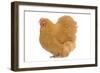 Orpington Chicken in Studio-null-Framed Photographic Print