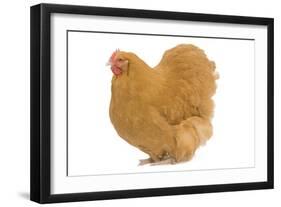 Orpington Chicken in Studio-null-Framed Photographic Print