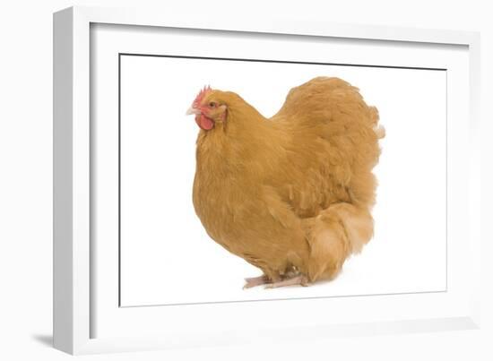 Orpington Chicken in Studio-null-Framed Photographic Print