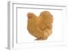 Orpington Chicken in Studio-null-Framed Photographic Print