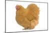 Orpington Chicken in Studio-null-Mounted Photographic Print