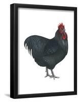 Orpington (Gallus Gallus Domesticus), Rooster, Poultry, Birds-Encyclopaedia Britannica-Framed Poster