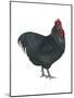 Orpington (Gallus Gallus Domesticus), Rooster, Poultry, Birds-Encyclopaedia Britannica-Mounted Poster