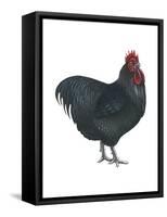 Orpington (Gallus Gallus Domesticus), Rooster, Poultry, Birds-Encyclopaedia Britannica-Framed Stretched Canvas