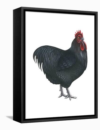 Orpington (Gallus Gallus Domesticus), Rooster, Poultry, Birds-Encyclopaedia Britannica-Framed Stretched Canvas