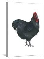 Orpington (Gallus Gallus Domesticus), Rooster, Poultry, Birds-Encyclopaedia Britannica-Stretched Canvas