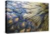 Orpington Gold Laced, Feather Detail-null-Stretched Canvas