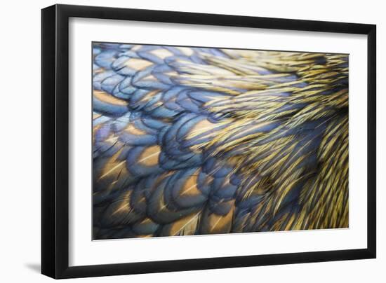 Orpington Gold Laced, Feather Detail-null-Framed Photographic Print