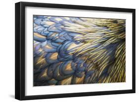 Orpington Gold Laced, Feather Detail-null-Framed Photographic Print