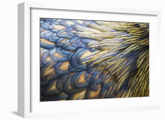 Orpington Gold Laced, Feather Detail-null-Framed Photographic Print