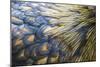 Orpington Gold Laced, Feather Detail-null-Mounted Photographic Print
