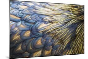 Orpington Gold Laced, Feather Detail-null-Mounted Photographic Print