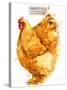 Orpington Hen. Poultry Farming. Chicken Breeds Series. Domestic Farm Bird-Faenkova Elena-Stretched Canvas