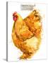 Orpington Hen. Poultry Farming. Chicken Breeds Series. Domestic Farm Bird-Faenkova Elena-Stretched Canvas