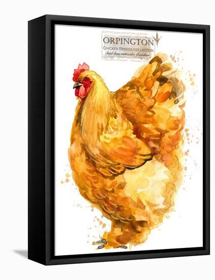 Orpington Hen. Poultry Farming. Chicken Breeds Series. Domestic Farm Bird-Faenkova Elena-Framed Stretched Canvas