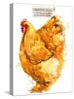 Orpington Hen. Poultry Farming. Chicken Breeds Series. Domestic Farm Bird-Faenkova Elena-Stretched Canvas