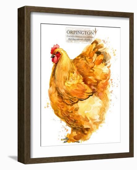 Orpington Hen. Poultry Farming. Chicken Breeds Series. Domestic Farm Bird-Faenkova Elena-Framed Art Print