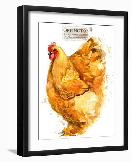 Orpington Hen. Poultry Farming. Chicken Breeds Series. Domestic Farm Bird-Faenkova Elena-Framed Art Print