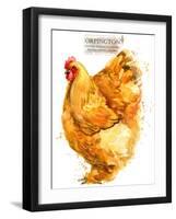 Orpington Hen. Poultry Farming. Chicken Breeds Series. Domestic Farm Bird-Faenkova Elena-Framed Art Print