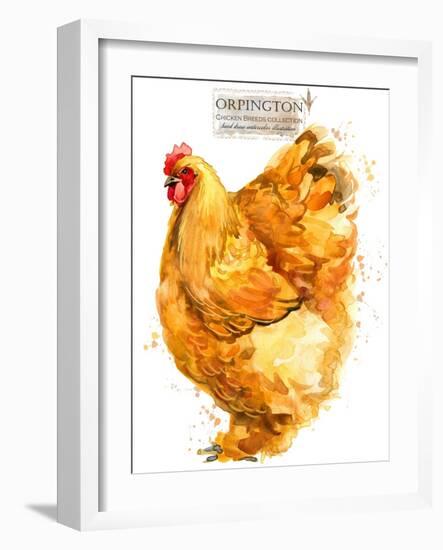 Orpington Hen. Poultry Farming. Chicken Breeds Series. Domestic Farm Bird-Faenkova Elena-Framed Art Print