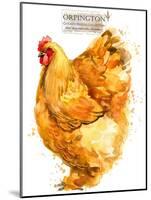 Orpington Hen. Poultry Farming. Chicken Breeds Series. Domestic Farm Bird-Faenkova Elena-Mounted Art Print