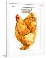 Orpington Hen. Poultry Farming. Chicken Breeds Series. Domestic Farm Bird-Faenkova Elena-Framed Art Print