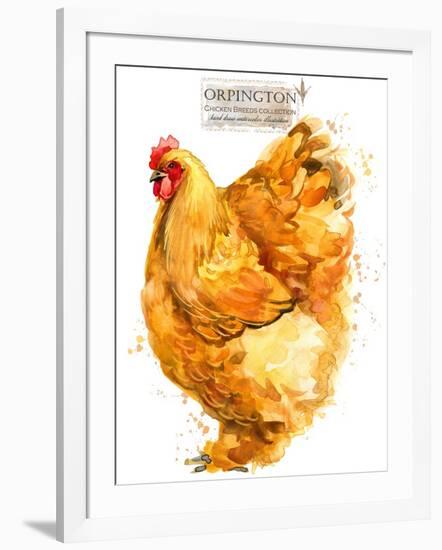 Orpington Hen. Poultry Farming. Chicken Breeds Series. Domestic Farm Bird-Faenkova Elena-Framed Art Print