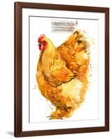 Orpington Hen. Poultry Farming. Chicken Breeds Series. Domestic Farm Bird-Faenkova Elena-Framed Art Print
